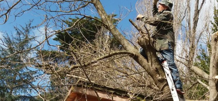 Potatura alberi al Parco della Cellulosa